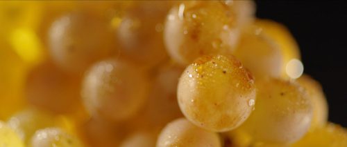 Fil&m raisin culinaire