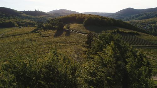 L'Odyssée de l'Alsace vigne paysage