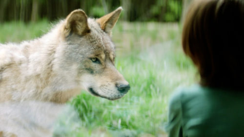 Sainte-Croix parc animalier